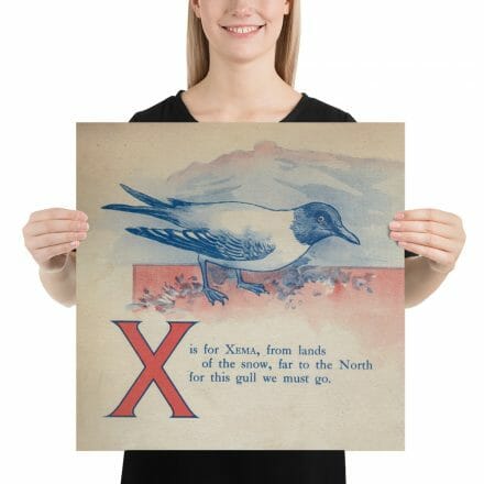 A woman is holding up a X is for Xema – print from the ABC Book of Birds.